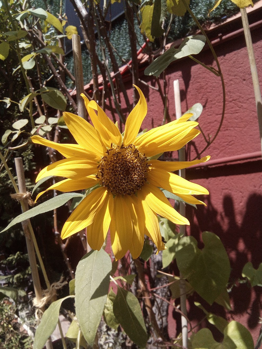 Foto tomada con la PocketBook InkPad Eo en exteriores - girasol