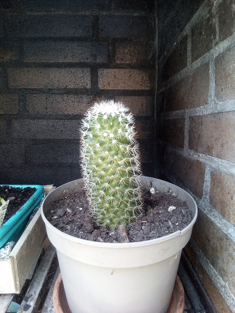Foto tomada con la PocketBook InkPad Eo en exteriores - cactus