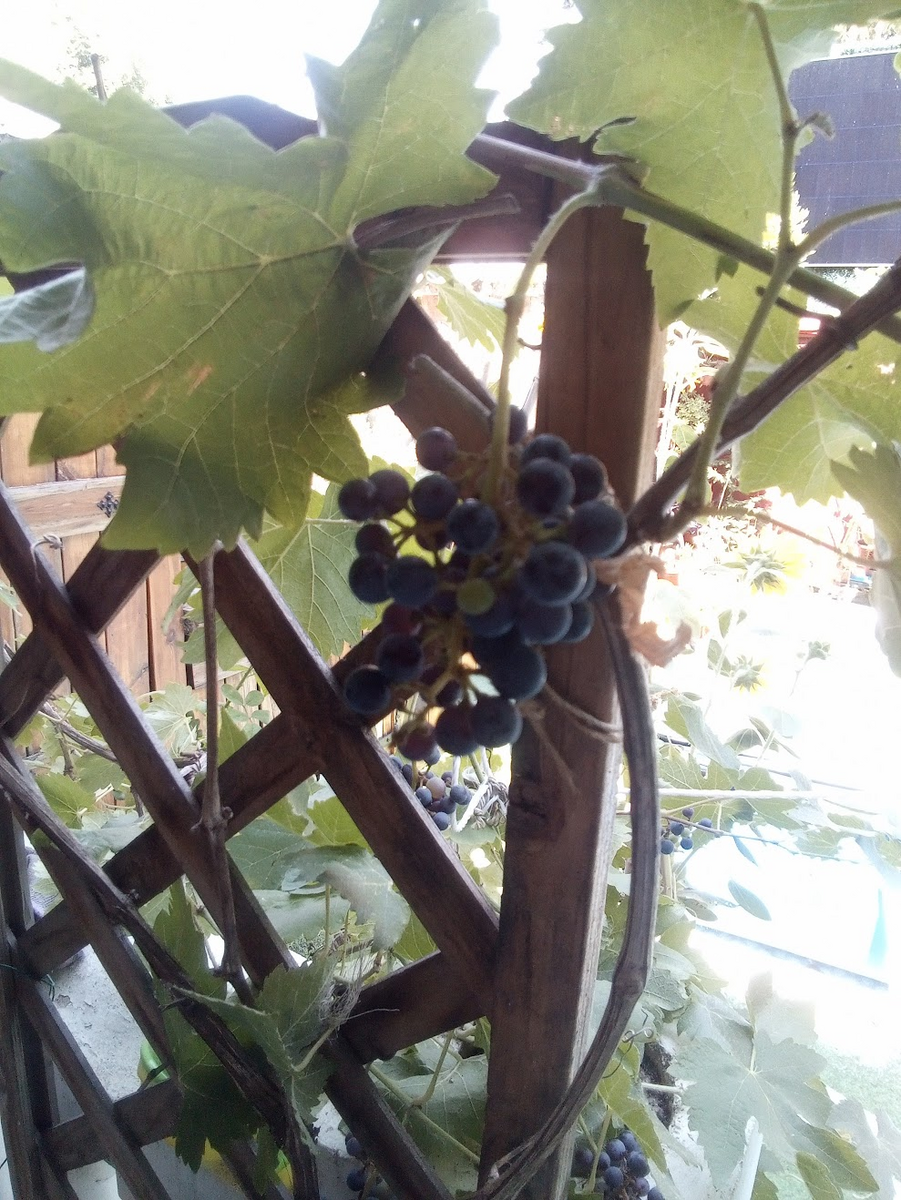 Foto tomada con la PocketBook InkPad Eo en exteriores a contraluz - parra y uvas