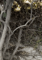200.gif