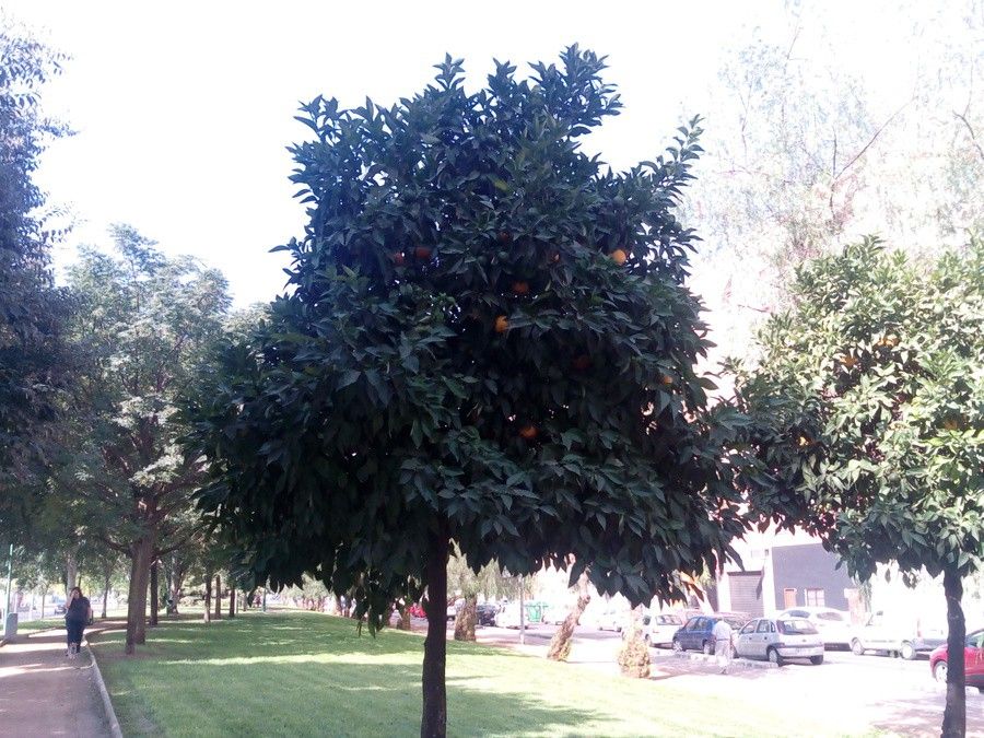 21cf869.jpg