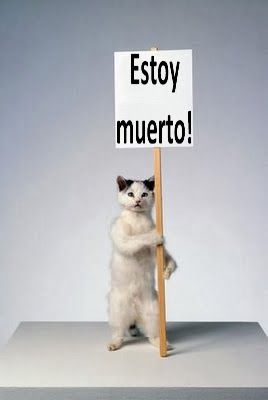 4.bp.blogspot.com__6KceuDhGaCE_Up5e2qgWJHI_AAAAAAAGxik_XFRUz2Z1rmw_s1600_gato_muerto_adictamente.jpg