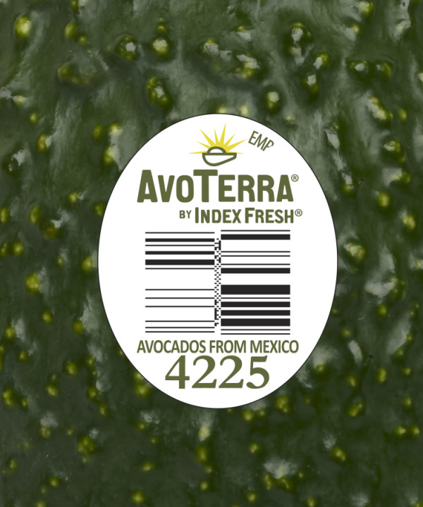 4225MEX-600x720.jpg