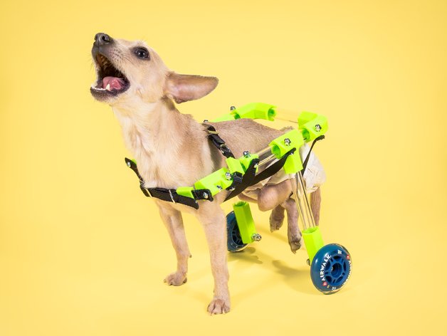 9-3-silla-de-ruedas-para-perro.jpg