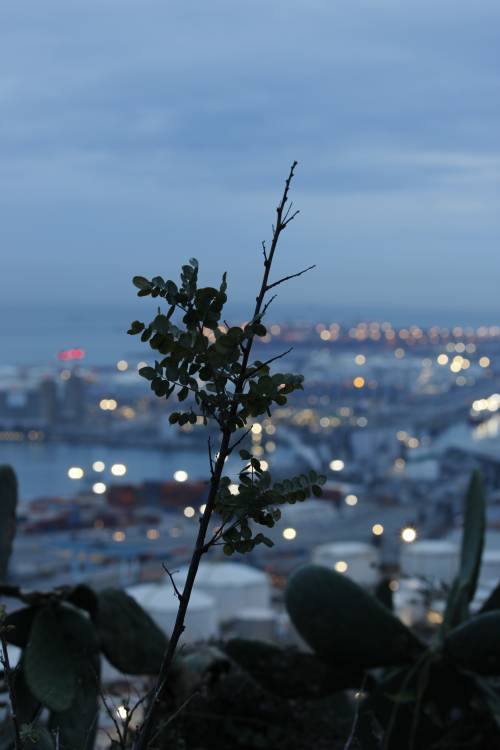 _MG_0032.jpg