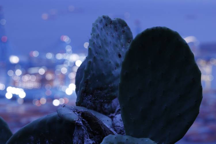 _MG_0035.jpg