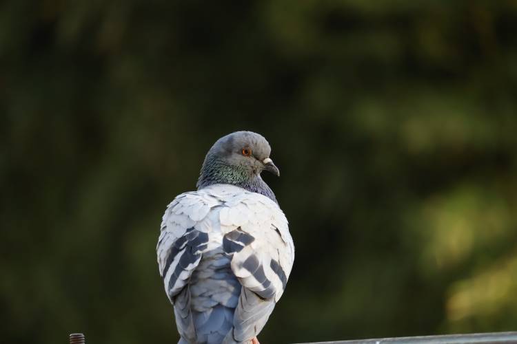 _MG_0038.jpg