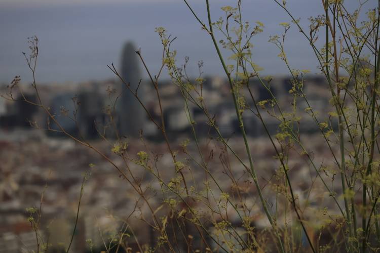 _MG_4146.jpg