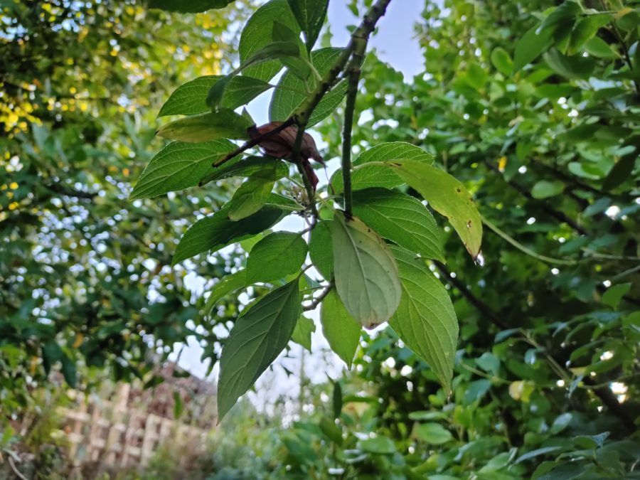 alme-X2-Pro-camera-sample-detail-of-leaves-900x675.jpg