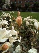 as5.postimg.org_4cq9ivjjn_IMG_20170425_133650.jpg