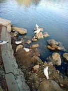 as5.postimg.org_4gv3w3zjn_IMG_20170501_195550.jpg