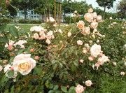 as5.postimg.org_nkdefh1v7_IMG_20170425_133916.jpg