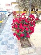 as5.postimg.org_qs88hnsfn_IMG_20170423_200528.jpg