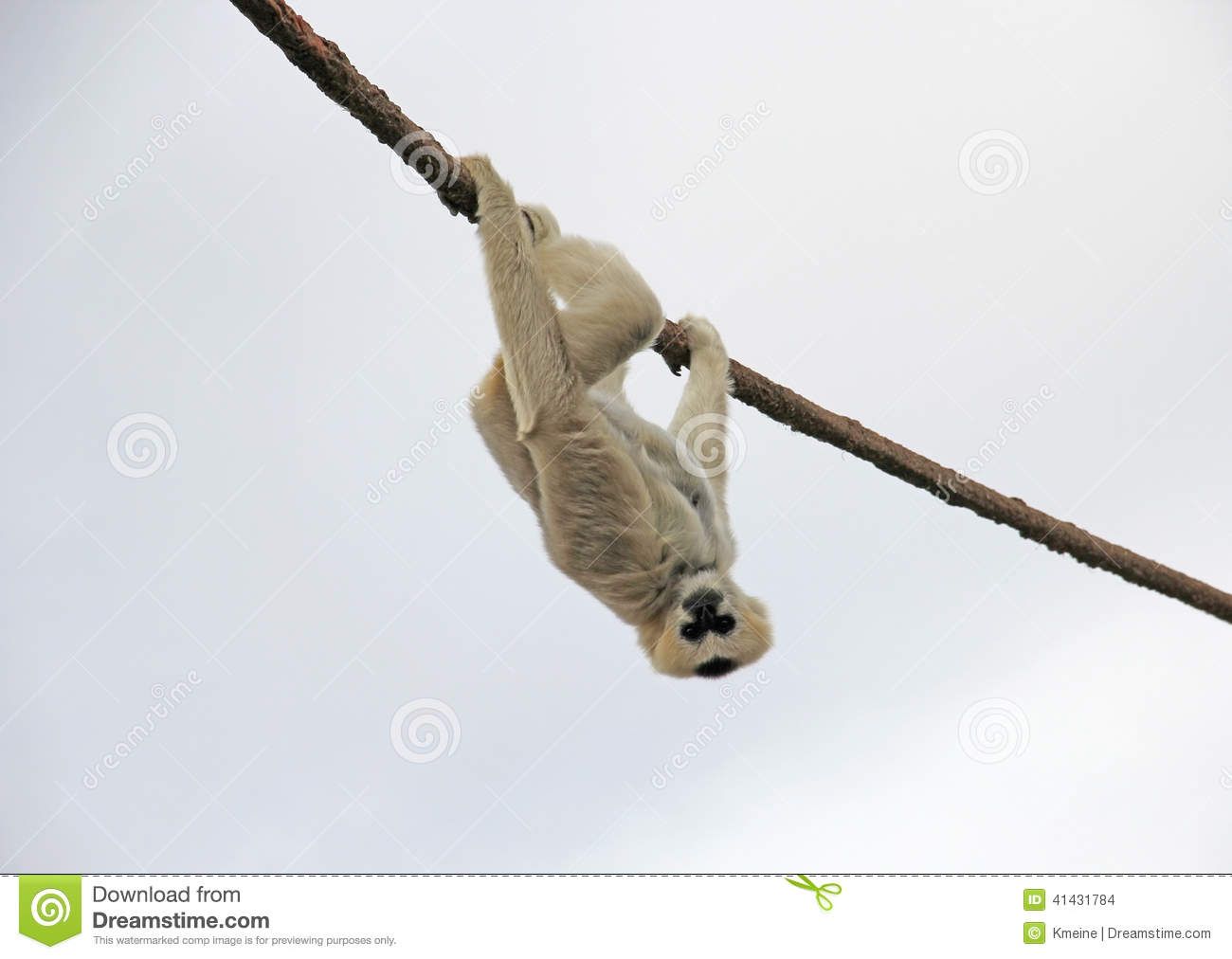athumbs.dreamstime.com_z_erwachsenes_madagaskar_maki_affe_hnge54c000e1063c0a3582db5ef6116c9221.jpg