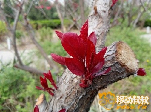 att.ydss.cn_attachments_forum_201604_07_123711iar2l6ar8l8riduu.jpg