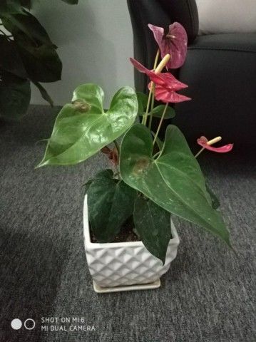 awww.gizmochina.com_wp_content_uploads_2017_06_Xiaomi_Mi_6_camera_sample_11_766x1024_640x480.jpg