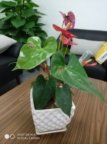 awww.gizmochina.com_wp_content_uploads_2017_06_Xiaomi_Mi_6_camera_sample_8_766x1024_640x480.jpg