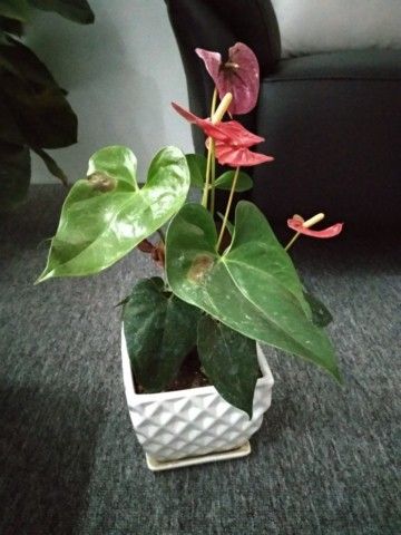 awww.gizmochina.com_wp_content_uploads_2017_06_Xiaomi_Mi_Max_2_Camera_Sample_11_768x1024_640x480.jpg