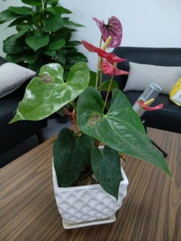 awww.gizmochina.com_wp_content_uploads_2017_06_Xiaomi_Mi_Max_2_Camera_Sample_8_768x1024_640x480.jpg