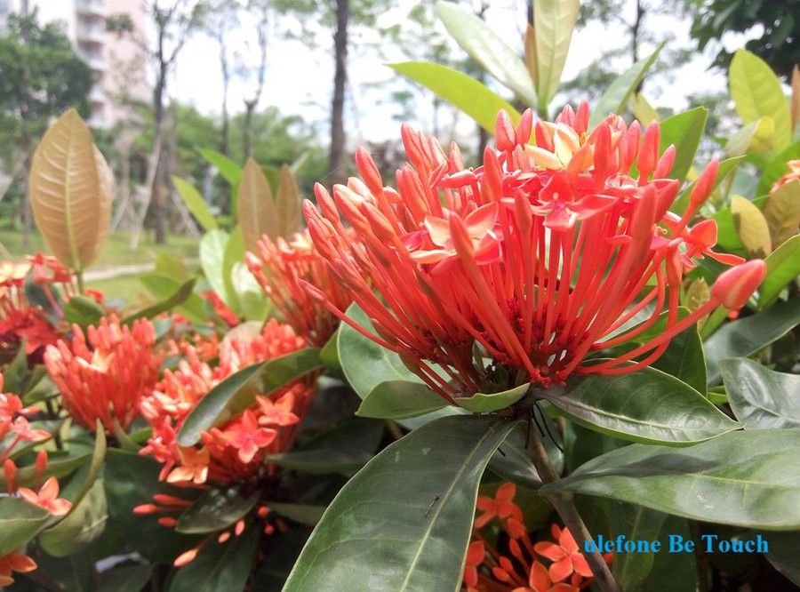 blog.ulefone.com_wp_content_uploads_2015_05_3_1024x758.jpg
