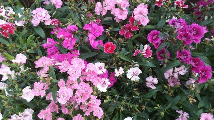blog.ulefone.com_wp_content_uploads_2016_01_02_1024x577.jpg