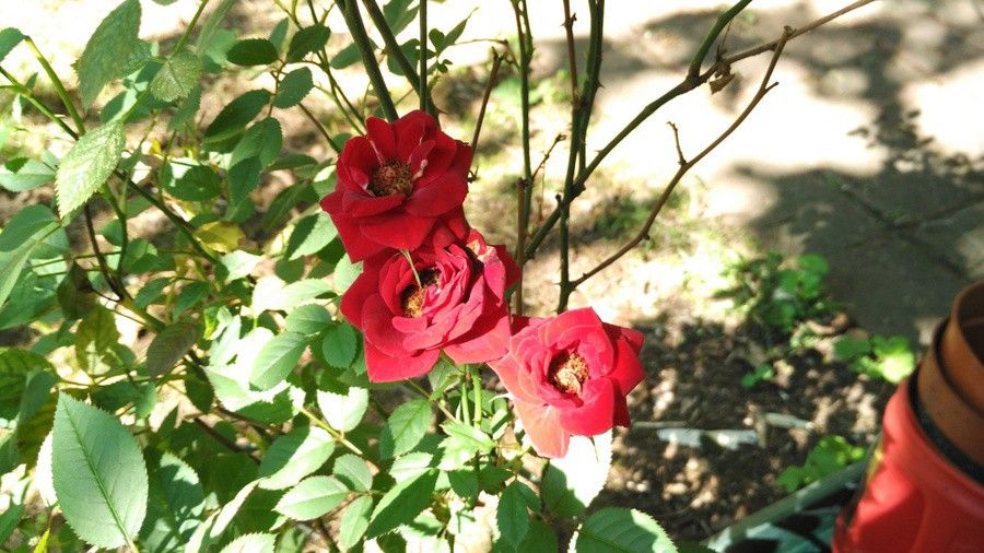 cdn.arstechnica.net_wp_content_uploads_2015_06_mi4i_3_980x551.jpg