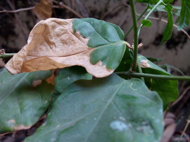 cdn.ndtv.com_tech_assets_c_2015_04_infocus_m2_camsample_day1_ndtv_thumb_635x476_249161.jpg