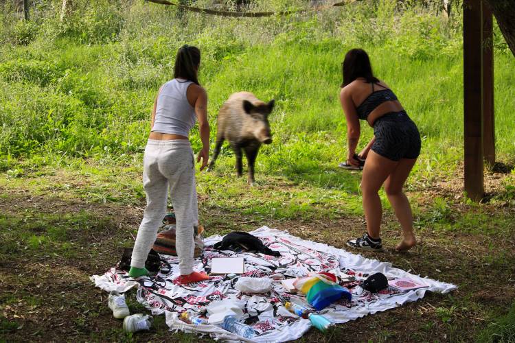 chicas y jabali.jpg