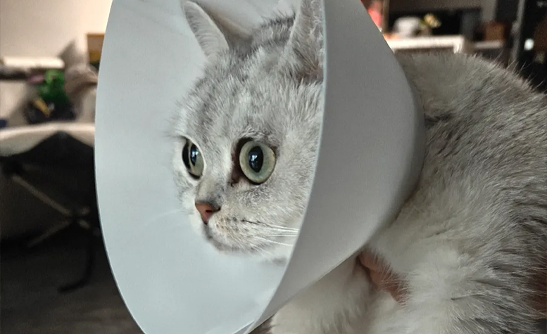 Collarin-Mascota-Impreso-en-3D.jpg