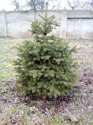 cs4_1.4pda.to_5882529.jpg