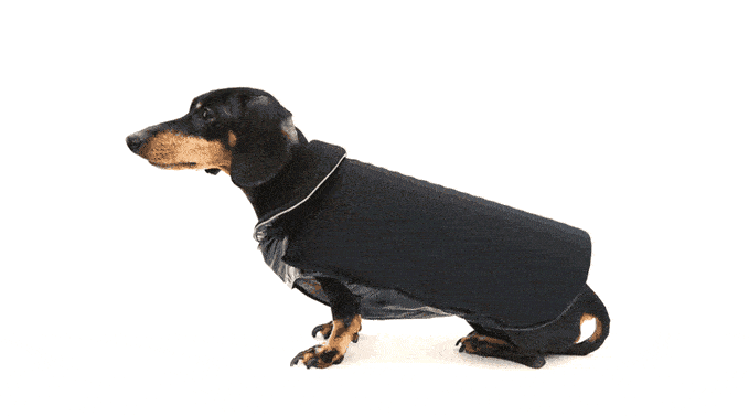 Disco-Dog.gif
