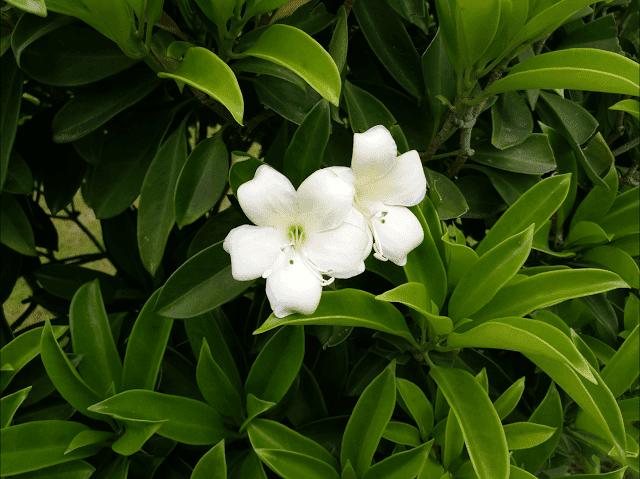 fdzeta.com_subir_images_RG35.png