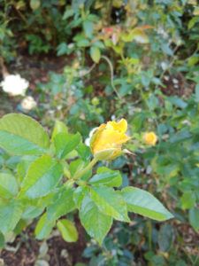 Fotos-Motorola-one-action-8-225x300.jpg