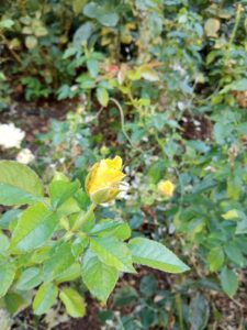 Fotos-Motorola-One-Action-HDR-4-225x300.jpg