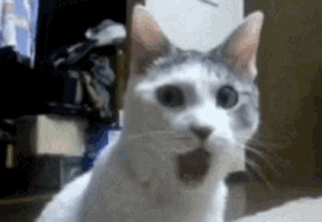 gato-asombrado.gif
