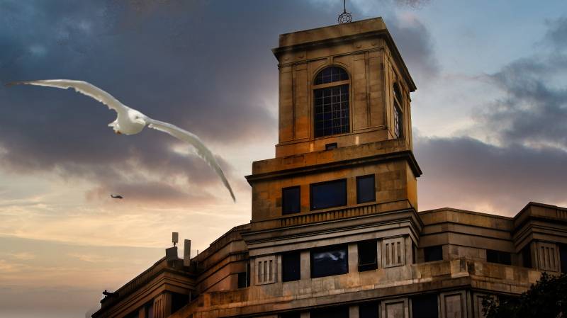 gaviota con fondo.jpg