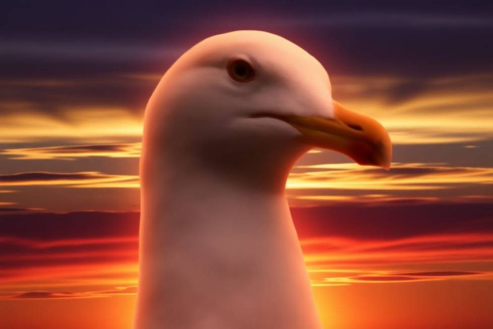 gaviota.jpg