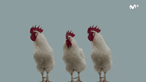 giphy.gif