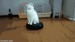 giphy.gif