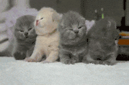 giphy.gif