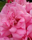 i1083.photobucket.com_albums_j382_avecilla2015_Elephone_20P7000_th_1_zpsmbnfloou.jpg