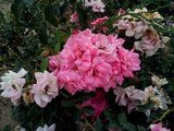 i1083.photobucket.com_albums_j382_avecilla2015_Elephone_20P700e24c984fe1534c7c92fcc026752a80a4.jpg