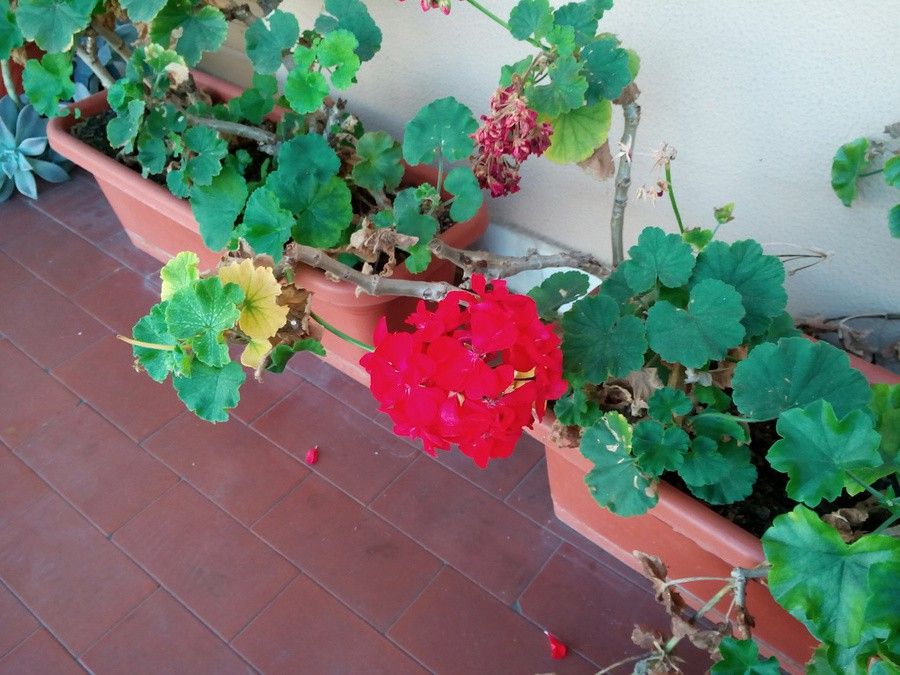 i1273.photobucket.com_albums_y404_ffd971_IMG_20151024_142150_zpsdk0ejdyu.jpg