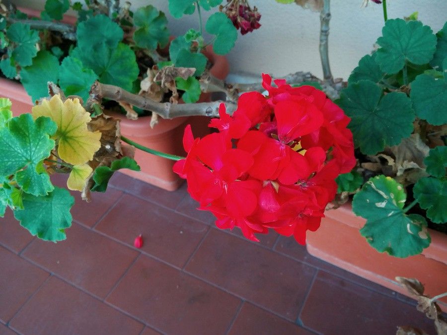 i1273.photobucket.com_albums_y404_ffd971_IMG_20151024_142306_zpsuhob3mzb.jpg