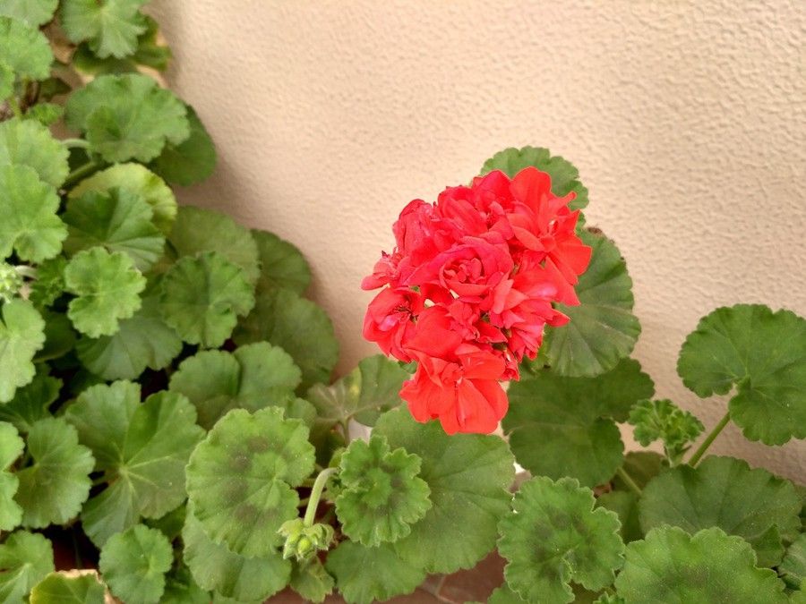 i1273.photobucket.com_albums_y404_ffd971_Redmi_203_IMG_20160412_134942_HDR_zpsiqtrloj8.jpg