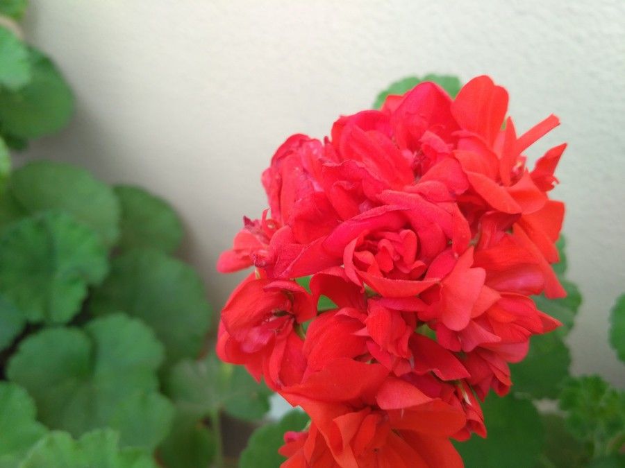 i1273.photobucket.com_albums_y404_ffd971_Redmi_203_IMG_20160412_135008_zps4smbdsfl.jpg