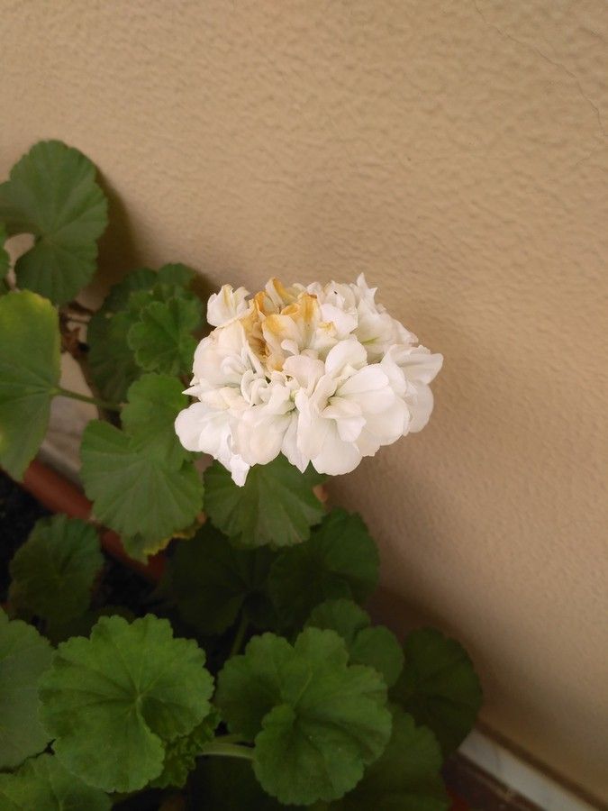i1273.photobucket.com_albums_y404_ffd971_Redmi_203_IMG_20160412_135023_zpskttfujew.jpg