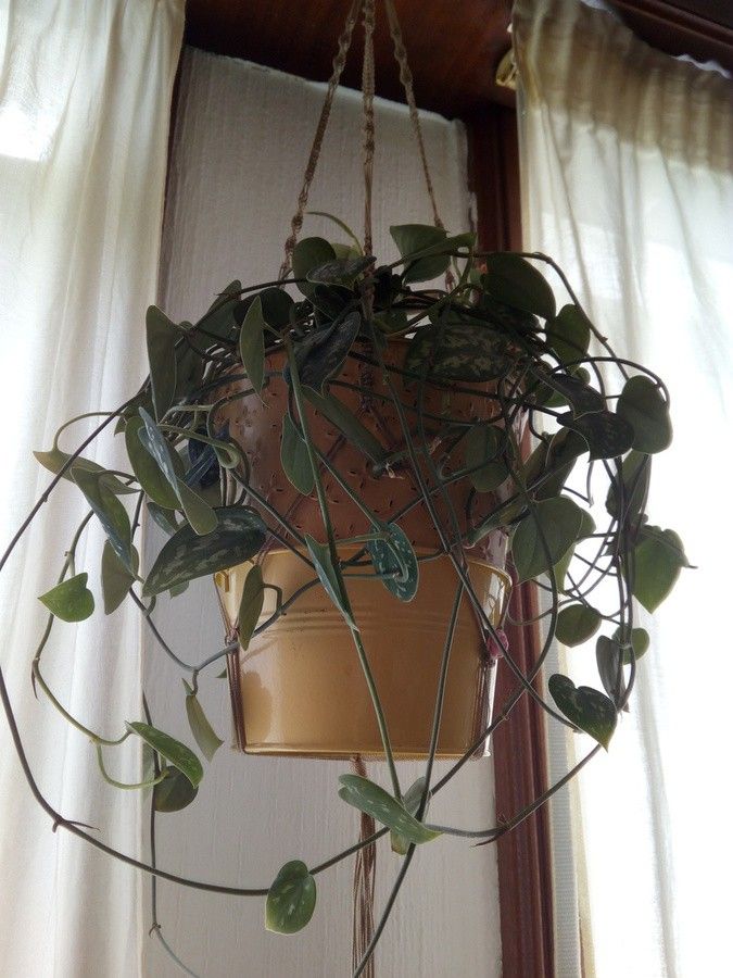 i556.photobucket.com_albums_ss7_Eye_Orsons_20160520_123424_zps6wesawrn.jpg