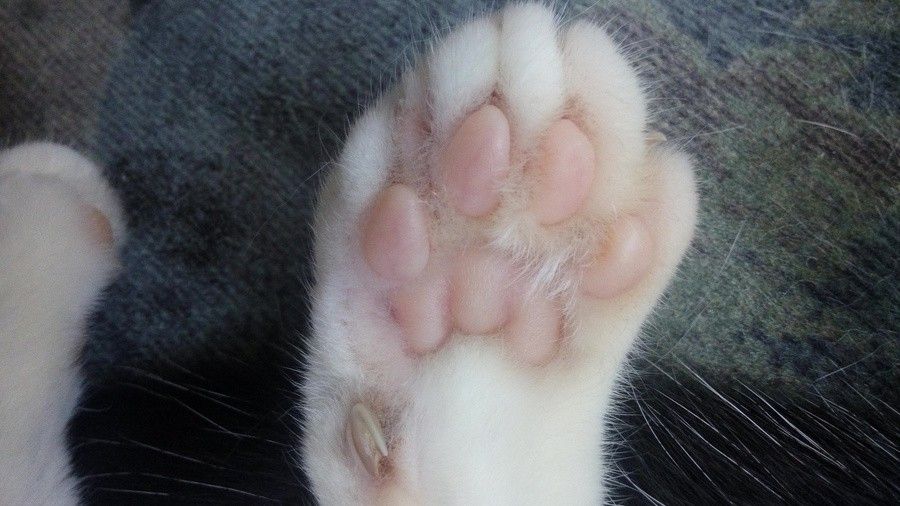 i62.tinypic.com_2a8s4sy.jpg
