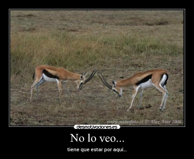 img.desmotivaciones.es_201012_gaceladethomsonIMG_5967mw.jpg